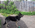 Собаки в Твери: Вязка кобеля, 2 500 руб. - фото 5