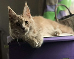 Кошки в Болхове: Мейнкун Чистокровные Котята, 11 000 руб. - фото 1