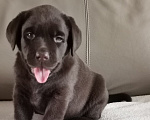 Собаки в Зеленограде: Лабрадор щенок шоколадный девочка РКФ Девочка, 60 000 руб. - фото 2