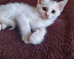Кошки в Москве: Белый котенок в добрые руки Мальчик, Бесплатно - фото 1