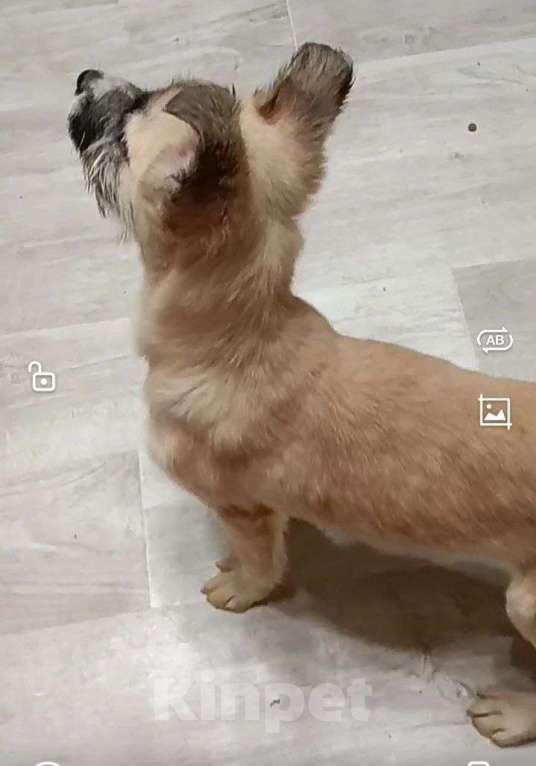 Собаки в Лосином-Петровском: Ханта якутенок из ледяного  подъезда Девочка, Бесплатно - фото 3