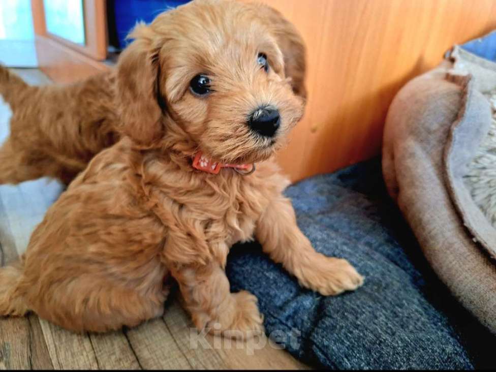 Собаки в Тюмени: Карликовый пудель  Девочка, 65 руб. - фото 1