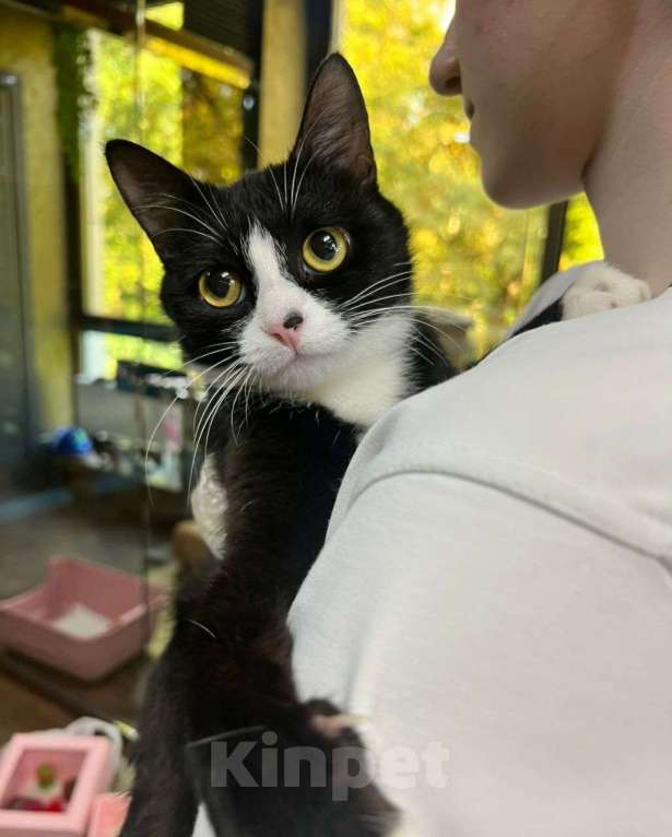 Кошки в Москве: Котенок Искорка Девочка, Бесплатно - фото 2