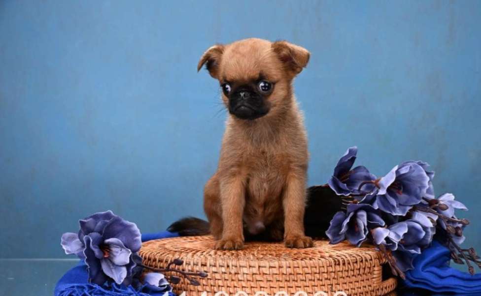 Собаки в Москве: Пти-брабансон миниатюрный мальчик Мальчик, 50 000 руб. - фото 3