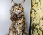 Кошки в Москве: Котёнок Мейн-кун Девочка Девочка, 30 000 руб. - фото 6