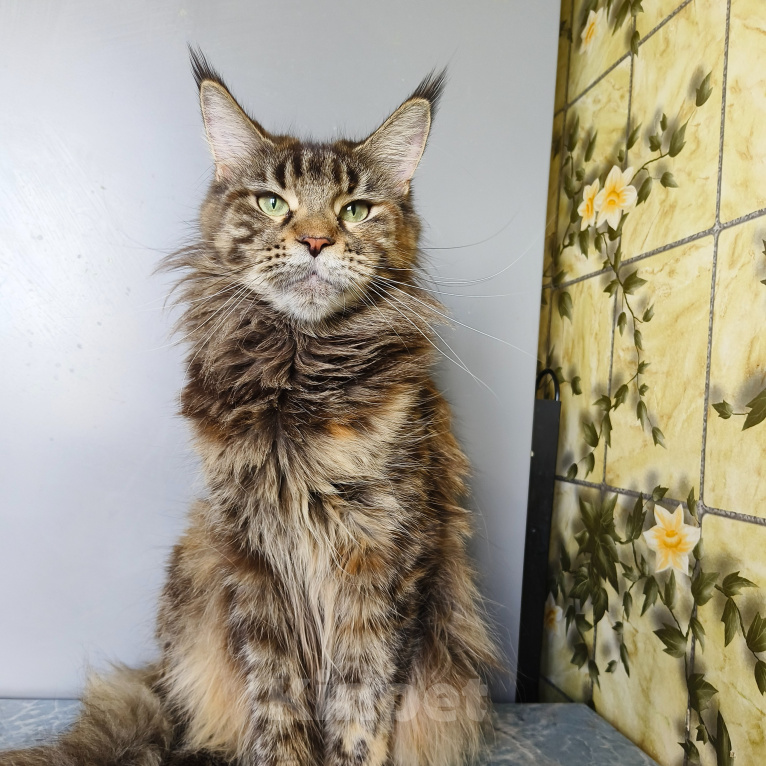 Кошки в Москве: Котёнок Мейн-кун Девочка Девочка, 30 000 руб. - фото 6