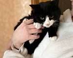 Кошки в Москве: Ласковый и добрый котик Мишаня стал бездомным в результате реновации Мальчик, 1 руб. - фото 2