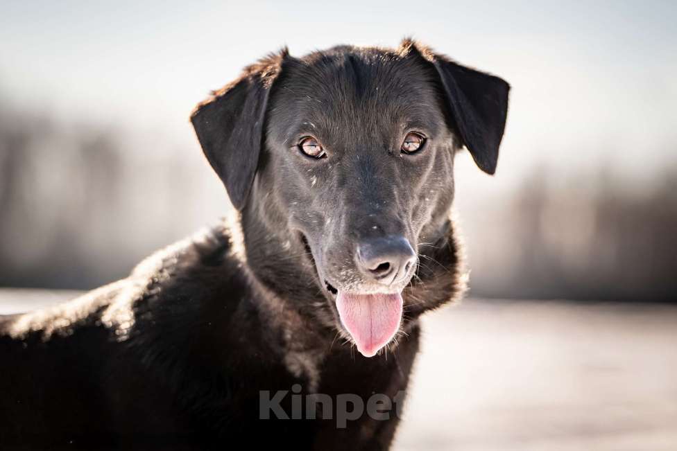 Собаки в Клине: Гуччи — грациозный и задорный пёс Мальчик, Бесплатно - фото 3