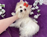 Собаки в Москве: Голубоглазый йорк белая девочка Девочка, 120 000 руб. - фото 7