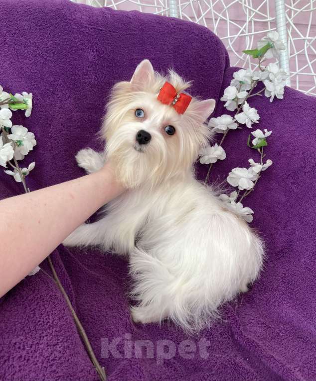 Собаки в Москве: Голубоглазый йорк белая девочка Девочка, 120 000 руб. - фото 7