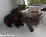 Кошки в Москве: Котята породы Шартрез Девочка, 10 000 руб. - фото 1
