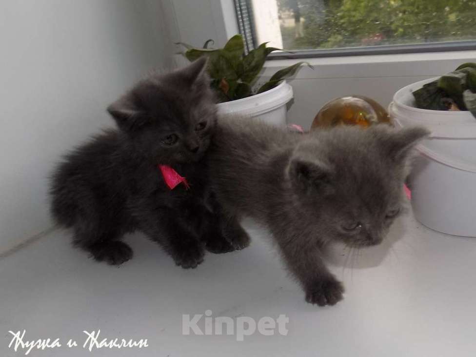 Кошки в Москве: Котята породы Шартрез Девочка, 10 000 руб. - фото 1