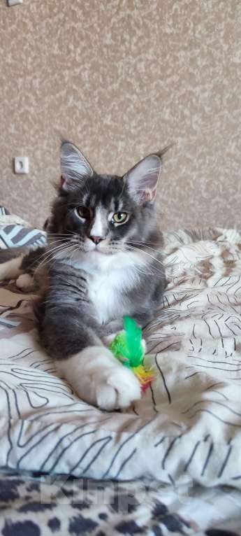 Кошки в других городах Московской области: Котенок мейн кун.  Мальчик, 45 000 руб. - фото 6