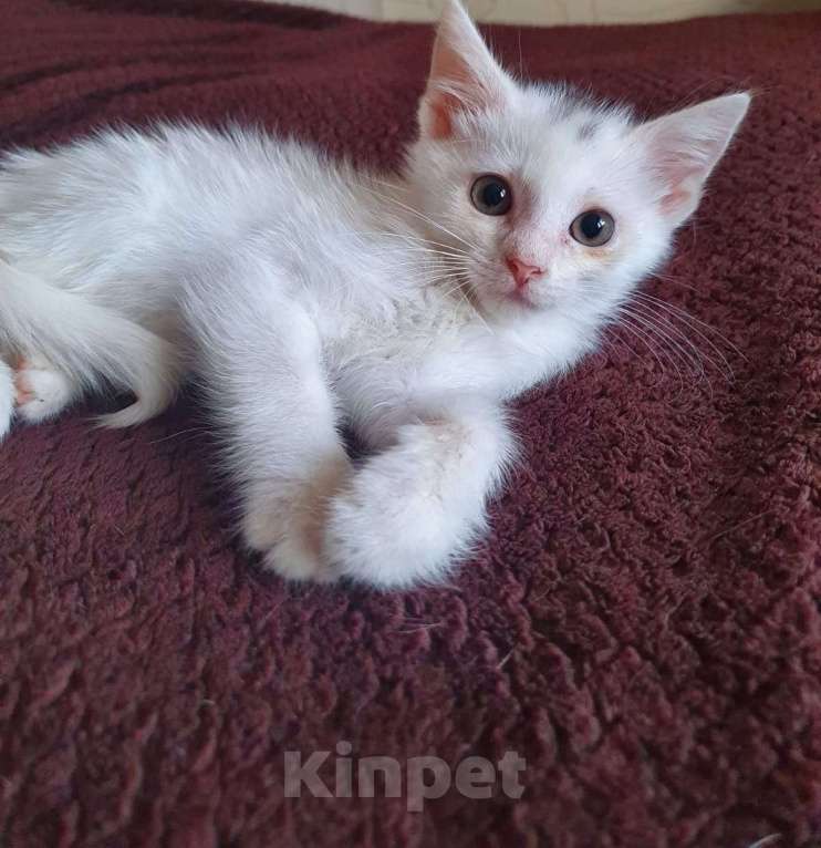 Кошки в Москве: Белый котенок в добрые руки Мальчик, Бесплатно - фото 1