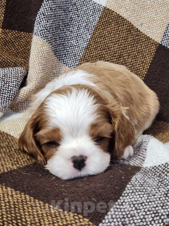 Собаки в Анапе: Синяя лента  Мальчик, 80 000 руб. - фото 3