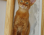 Кошки в Москве: Абиссинский длинношерстный котенок Мальчик, 15 000 руб. - фото 1
