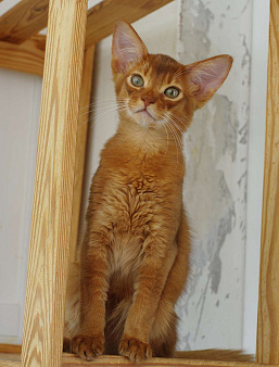 Объявление: Абиссинский длинношерстный котенок, 15 000 руб., Москва