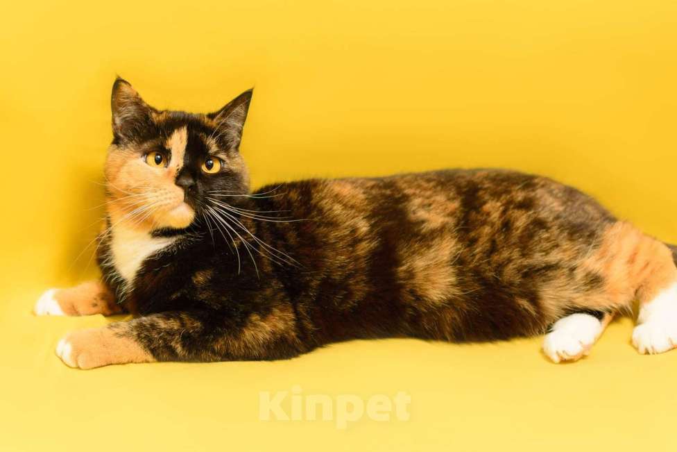 Кошки в Москве: Трехцветная кошка химера необычного окраса Джульетта в дар Девочка, 1 руб. - фото 4