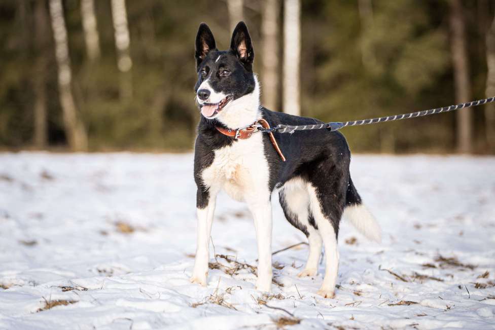 Собаки в Клине: Джоли — звёздная собачка Девочка, Бесплатно - фото 8