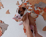 Собаки в Курске: Щенки миниатюрного бультерьера Мальчик, 80 000 руб. - фото 6