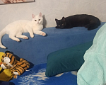 Кошки в Костроме: Потерялась кошка!!!  Девочка, 1 руб. - фото 1