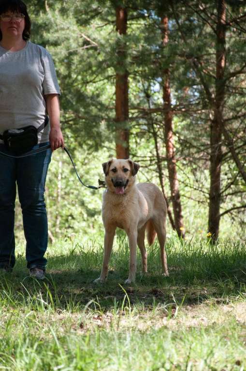 Собаки в Ногинске: Варя ждет свою семью в приюте Девочка, Бесплатно - фото 5