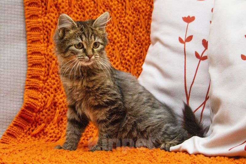 Кошки в Люберцах: Ищут дом два прекрасных которебенка Девочка, 1 руб. - фото 5