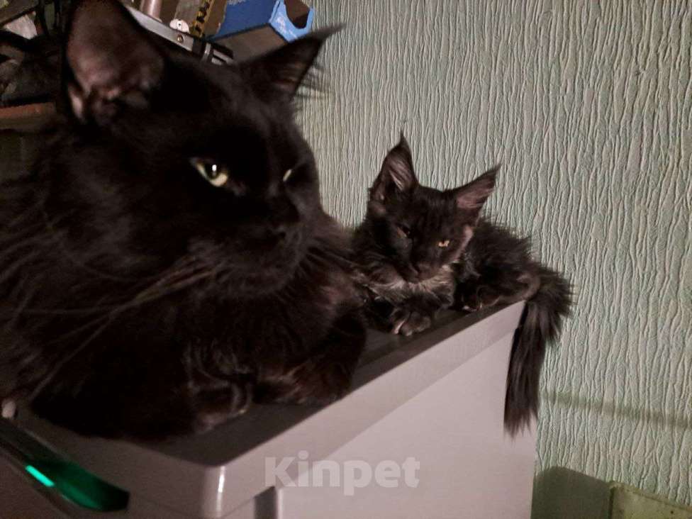 Кошки в Санкт-Петербурге: котенок мейн-кун# Мальчик, 45 000 руб. - фото 3