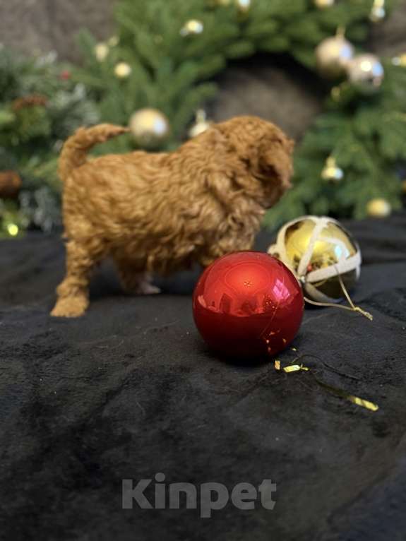 Собаки в Москве: Пудель карликовый мальчик и девочка  Девочка, 70 000 руб. - фото 5