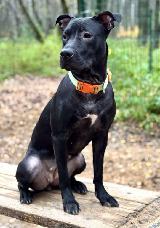 Собаки в Химках: Питбуль Джуна ищет дом Девочка, Бесплатно - фото 1