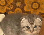 Кошки в Москве: Шотландская вислоухая кошка котенок Мальчик, 15 000 руб. - фото 8