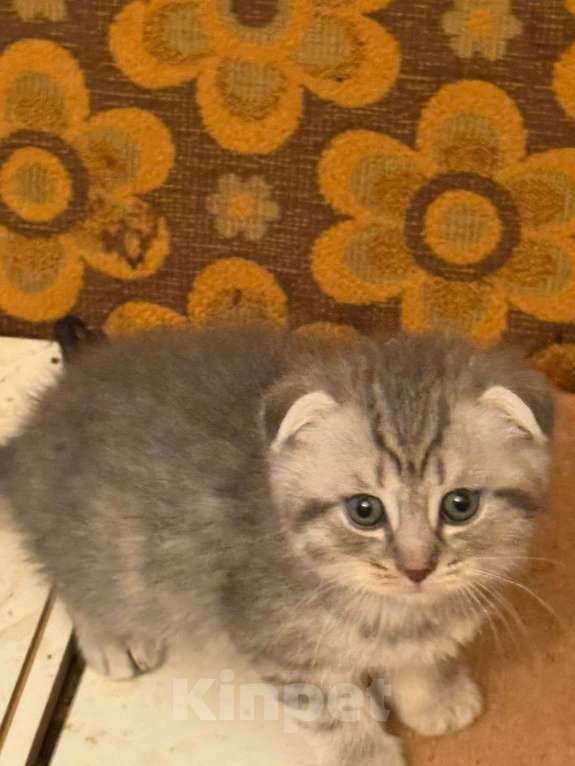 Кошки в Москве: Шотландская вислоухая кошка котенок Мальчик, 15 000 руб. - фото 8