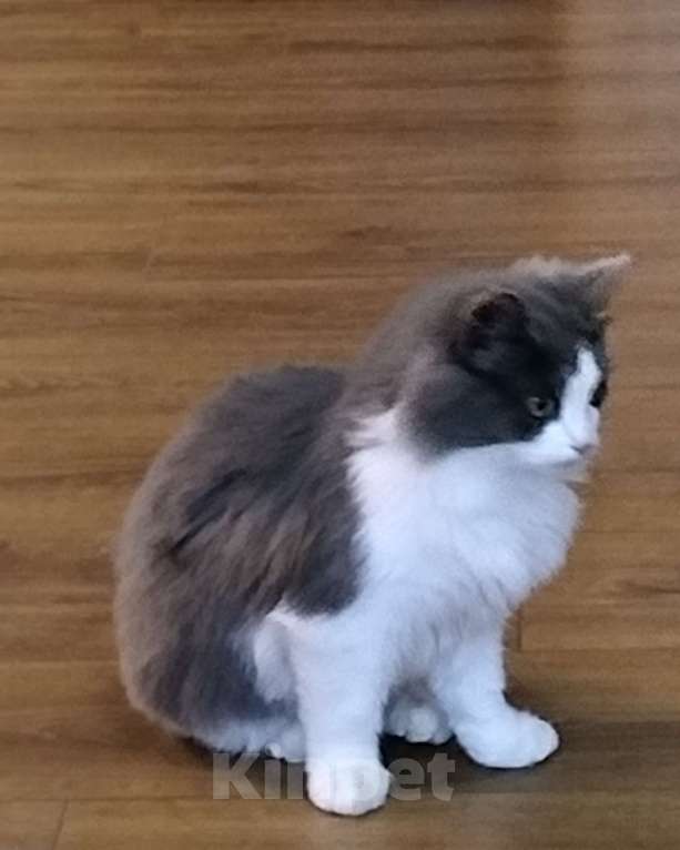 Кошки в других городах Московской области: Милая кошечка Девочка, Бесплатно - фото 1