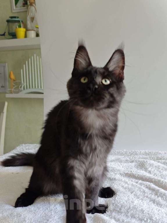 Кошки в Чайковском: Мальчик Мейн кун.  MCO окрас- ns черный дым Мальчик, 45 000 руб. - фото 6