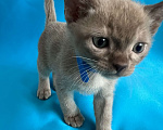 Кошки в Казани: Бурманские котята Девочка, 45 000 руб. - фото 1
