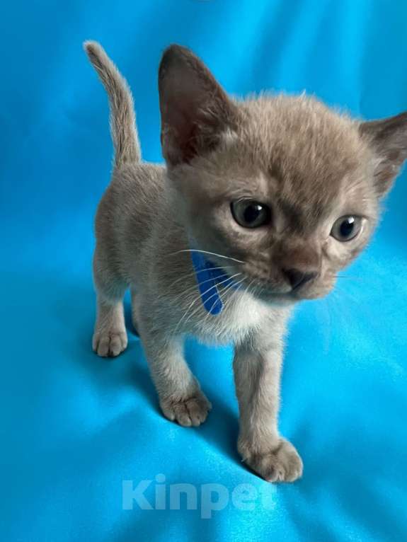 Кошки в Казани: Бурманские котята Девочка, 45 000 руб. - фото 1