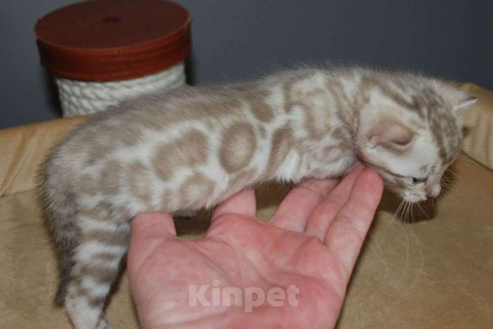 Кошки в Москве: Бенгальские котята. Девочка, 70 000 руб. - фото 2