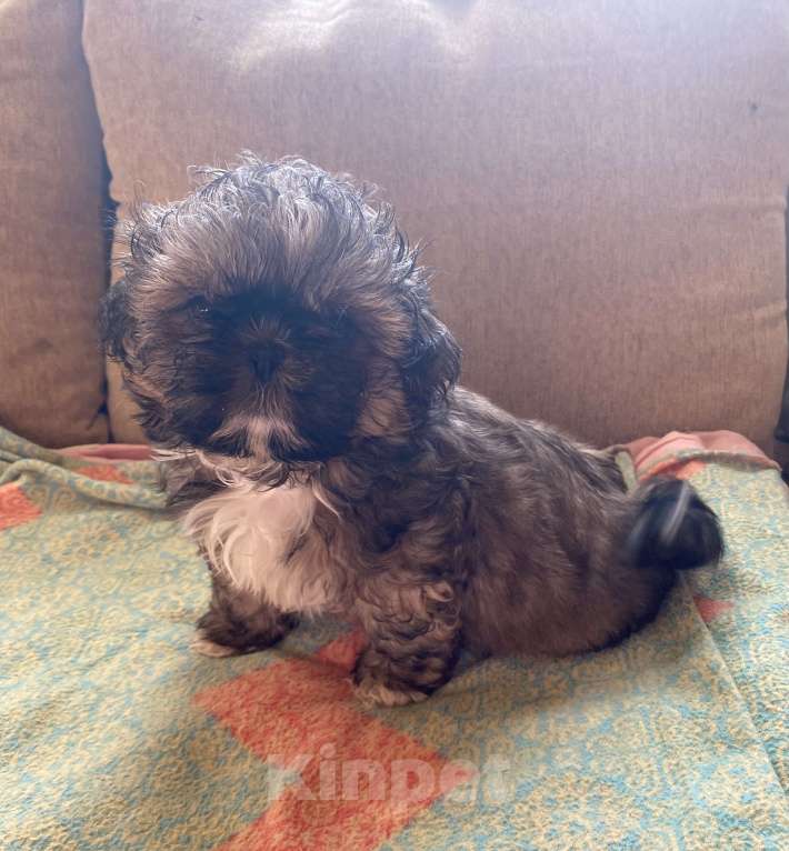 Собаки в Санкт-Петербурге: Великолепный золотой мальчик ши тцу Мальчик, 35 000 руб. - фото 4