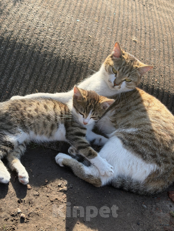 Кошки в Иркутске: Отдам котенка! Мальчик, Бесплатно - фото 2