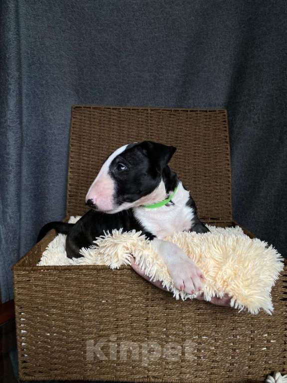 Собаки в Москве: Очень перспективные щенки стандартного бультерьера от здоровой и красивой пары чемпионов Мальчик, 90 000 руб. - фото 10