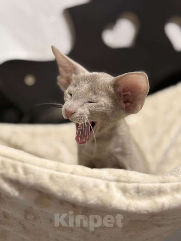 Кошки в Воткинске: Ориентальный котенок Мальчик, 65 000 руб. - фото 1