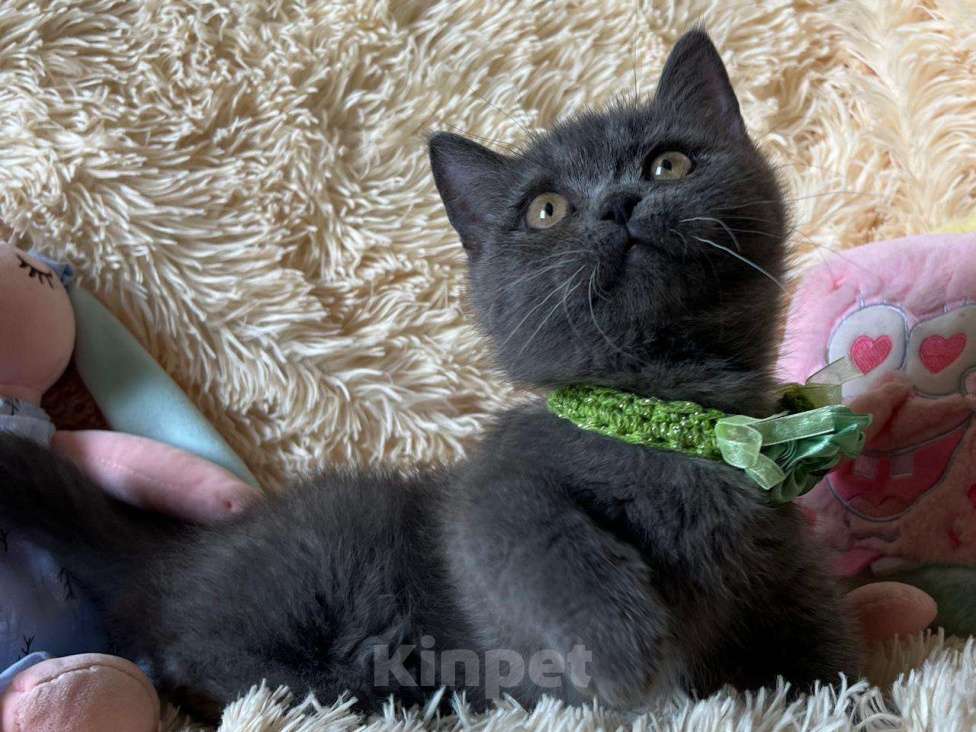 Кошки в Москве: Манчкин менуэт DBE Девочка, 100 000 руб. - фото 3