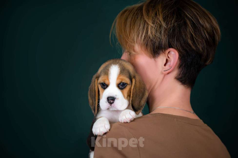 Собаки в Москве: Щенки Бигля питомник РКФ Мальчик, 60 000 руб. - фото 1