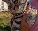 Кошки в других городах Московской области: Американская короткошёрстная котенок Девочка, 65 000 руб. - фото 1