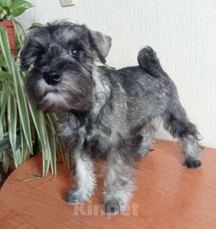 Собаки в Воронеже: Щенки цвергшнауцера Мальчик, Бесплатно - фото 9