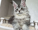 Кошки в Москве: Мальчик Мейн-Кун Мальчик, 90 000 руб. - фото 2