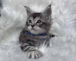 Кошки в Кудрово: Котенок мейн-кун, мальчик , шейдед линия Мальчик, Бесплатно - фото 2