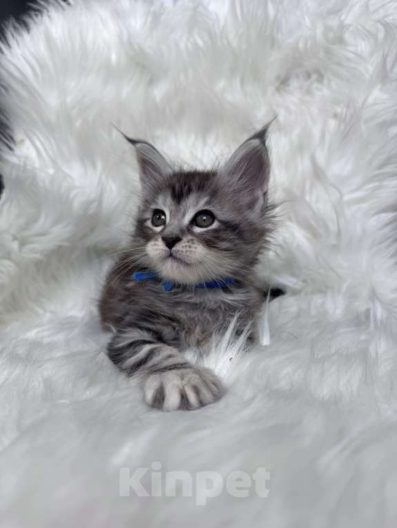Кошки в Кудрово: Котенок мейн-кун, мальчик , шейдед линия Мальчик, Бесплатно - фото 2