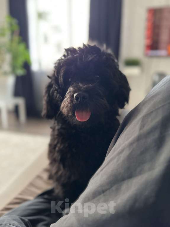 Собаки в Воронеже: Вязка Мальчик, Бесплатно - фото 3