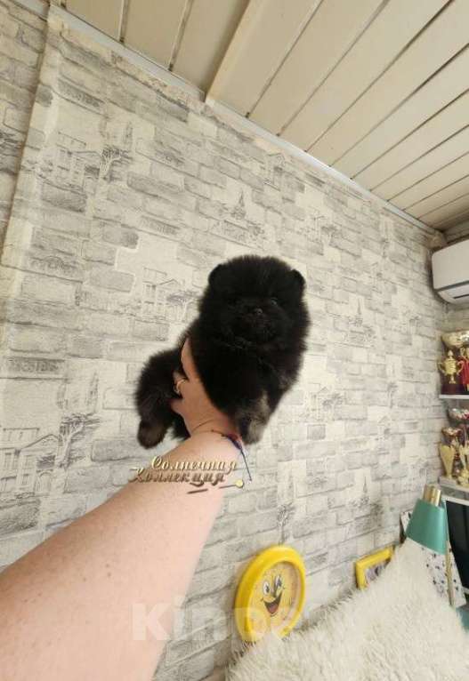 Собаки в Москве: Мальчик померанского шпица в редком эффектном окрасе Мальчик, Бесплатно - фото 2